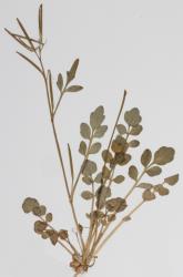 Cardamine subcarnosa. Plant with rosette leaves and inflorescence (CHR 49785).
 Image: P.B. Heenan © Landcare Research 2019 CC BY 3.0 NZ